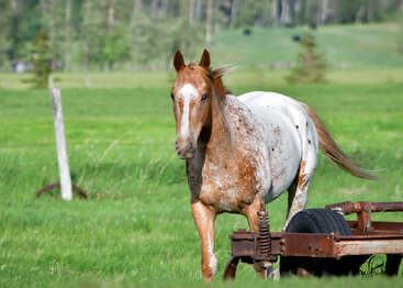 Profile photo of Griffin