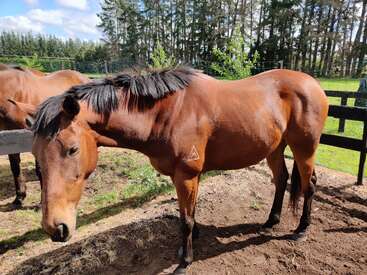 Profile photo of Montana 