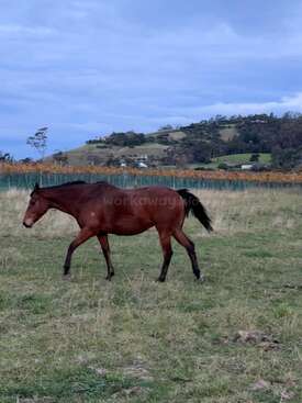 Profile photo of Rosie
