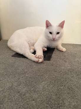 Profile photo of Ghosty