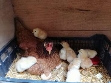 Profile photo of 15 gallinas
