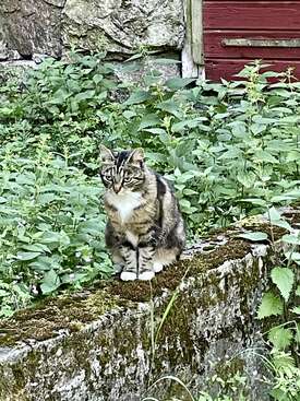 Profile photo of Sophia