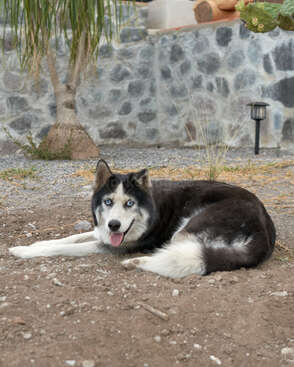 Profile photo of Silverio
