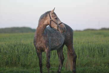 Profile photo of d´asti