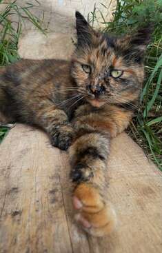 Profile photo of Bella 