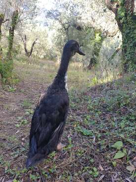 Profile photo of Frank 