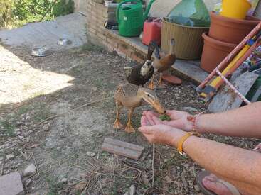 Profile photo of Sienna 