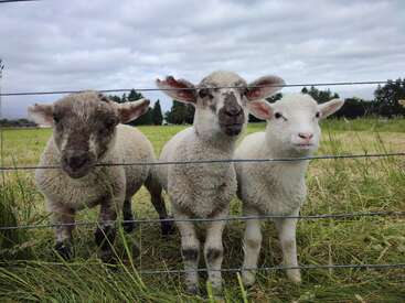 Profile photo of Many sheep and a pet cow