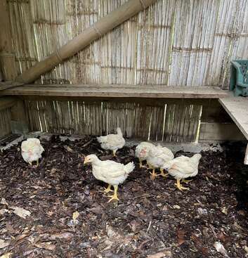 Profile photo of 6 hens