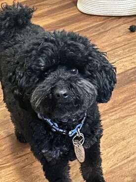 Profile photo of Mille AKA Choclud who is a greyhound, 2 Poodles  Bubbles and Darcy AKA Crackle.