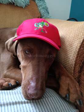 Profile photo of Beo