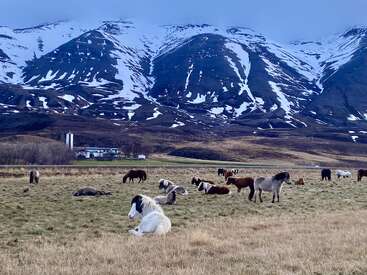 Profile photo of Around 15  horses at the farm 