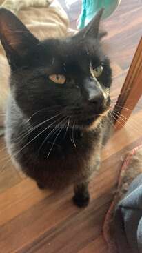 Profile photo of Fargesia