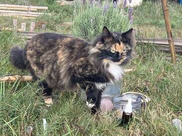 Profile photo of Trinii