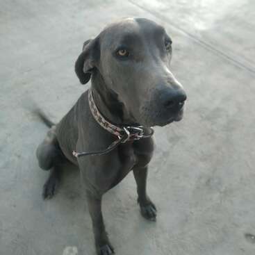 Profile photo of Blue
