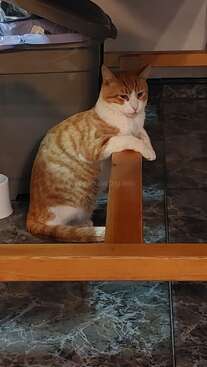 Profile photo of Garfield