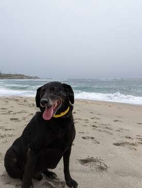 Profile photo of Bruno