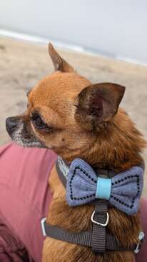 Profile photo of Joey