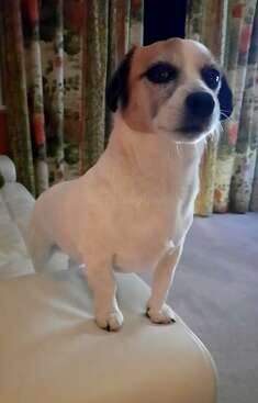 Profile photo of Cookie