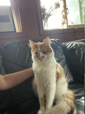 Profile photo of Creamy 