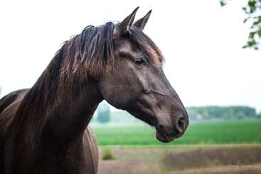 Profile photo of Livino