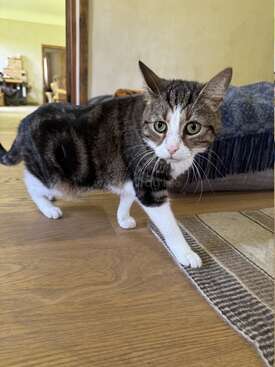 Profile photo of Gabriel