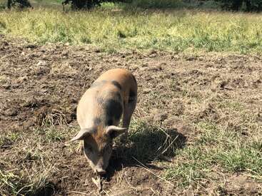 Profile photo of Pigs
