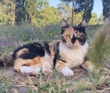 Profile photo of Iris