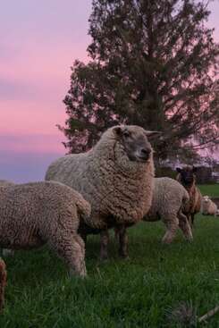 Profile photo of Flock of Sheep, comes if you call it 'sheep'.