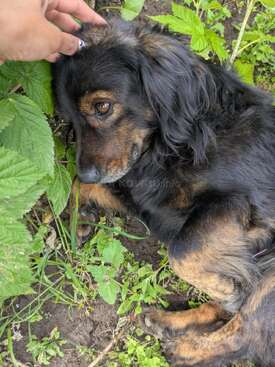 Profile photo of Canela, Rasta, Chikitin y Flor