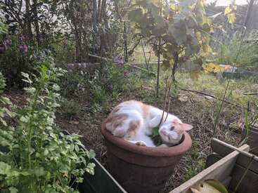 Profile photo of Mitsy 