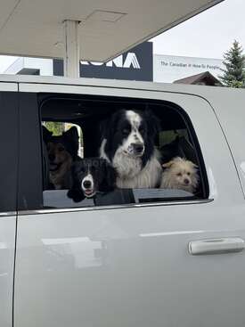 Profile photo of We have 8 dogs! Hondo, Teddy, Callie and Blue in the house and King, Bear, Kuma and Stella in the barn!
