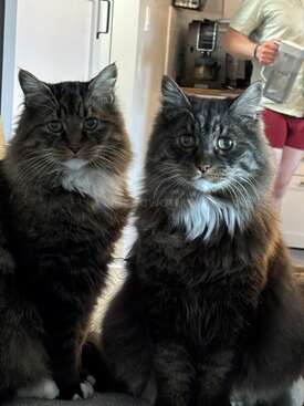 Profile photo of We have 4 cats! Bootsie and Ranger in the house, and Kevin and Susi in the barn!