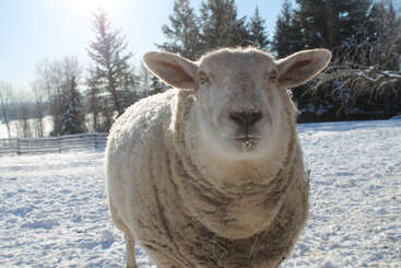 Profile photo of We have sheep, goats, beef cattle, dairy cows, pigs, chickens and turkeys and a donkey!