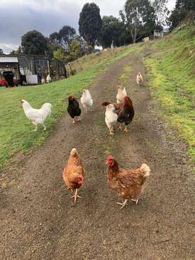 Profile photo of Chooks
