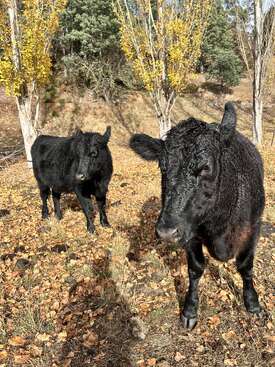 Profile photo of Cows