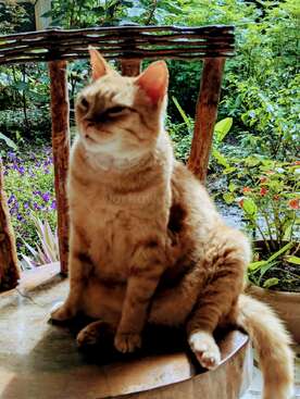 Profile photo of Simba