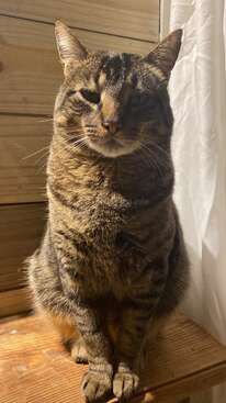 Profile photo of Kōkō