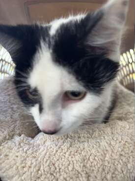 Profile photo of Missy Moo