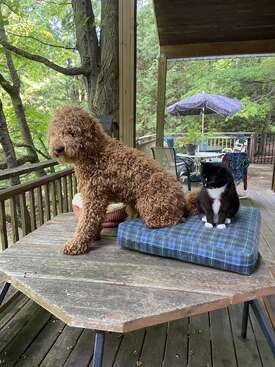 Profile photo of Max,  medium  poodle , born 2022