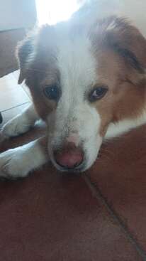Profile photo of Muffin