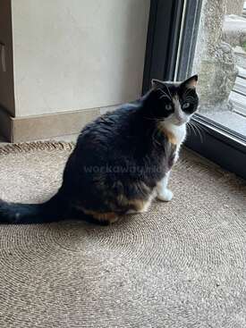 Profile photo of Manouche