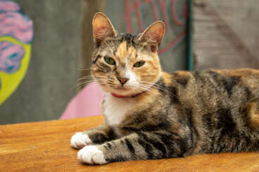 Profile photo of sati