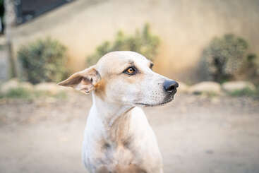 Profile photo of pepa