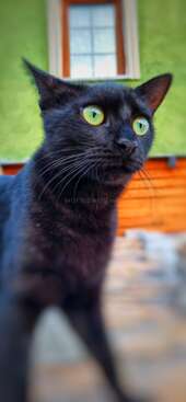 Profile photo of Fırfır