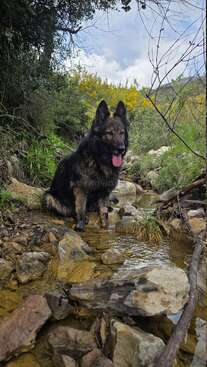 Profile photo of ÇİÇO