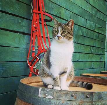 Profile photo of Kedi