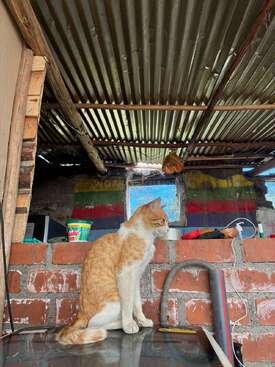 Profile photo of Josefina