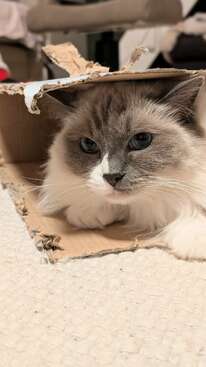 Profile photo of Marve