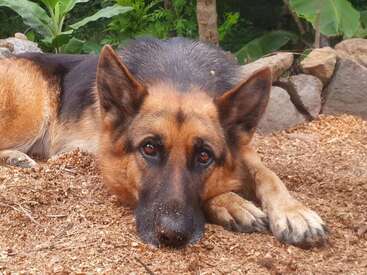 Profile photo of Milpa